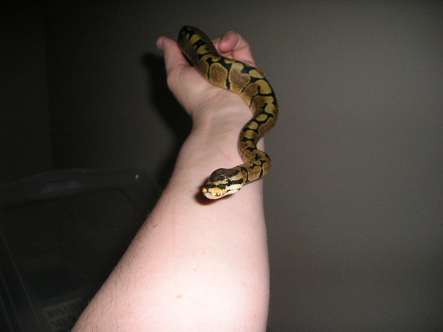 woma2