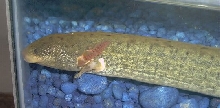 Temno the Siren