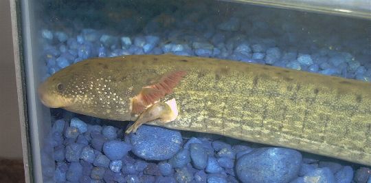Temno the Siren