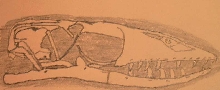 nile skull drawing