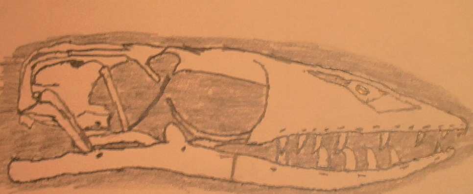 nile skull drawing
