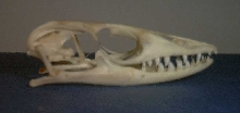 fuzzy real skull photo