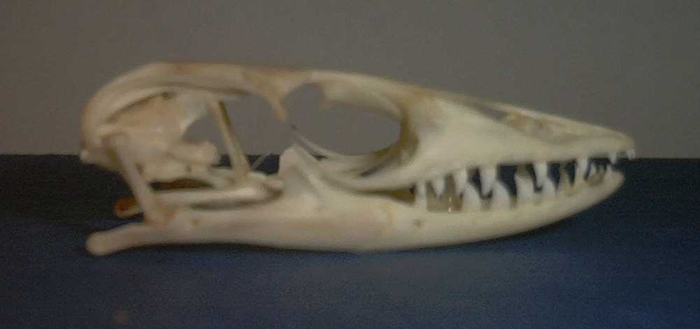 fuzzy real skull photo