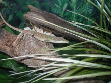 Anole