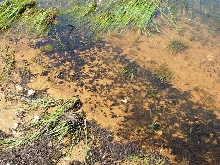 Western Toad Tadpoles