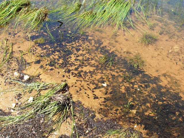 Western Toad Tadpoles
