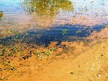 Western Tadpoles 2