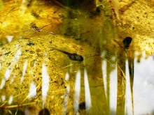 Pacific Treefrog Tad
