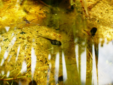 Pacific Treefrog Tad