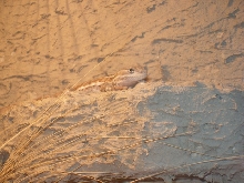Sagebrush lizard cage
