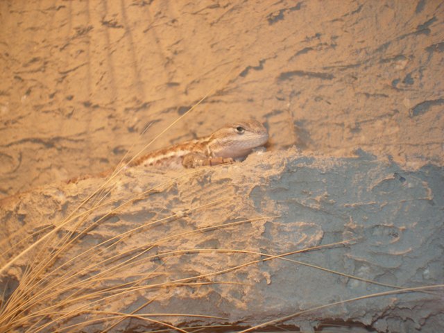 Sagebrush lizard cage