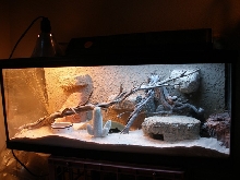 Sagebrush lizardcage