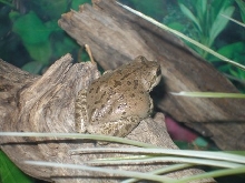 treefrog