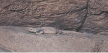 chuckwalla in arizona