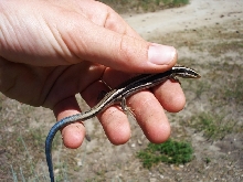First skink