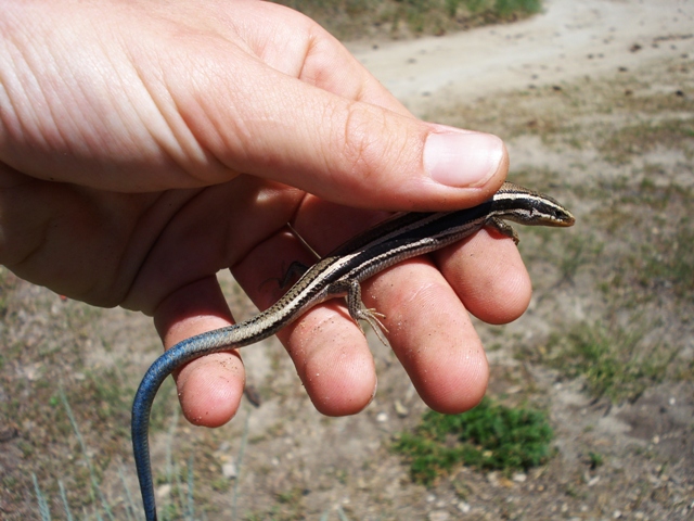 First skink