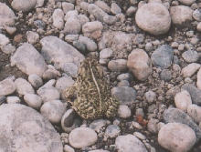 mystery toad? anyone?