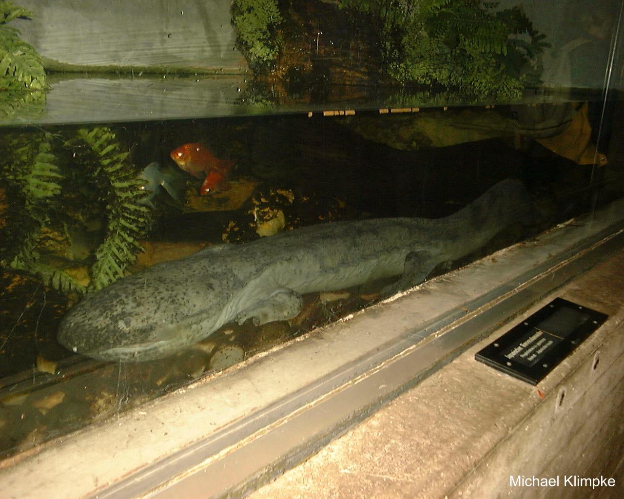 Andrias japonicus