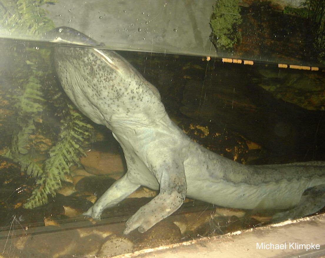 Andrias japonicus