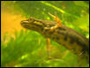 Triturus vulgaris