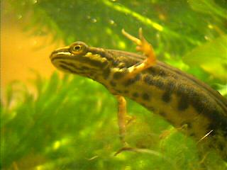 Triturus vulgaris