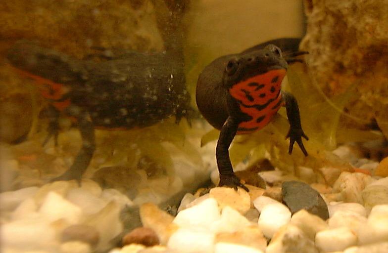 Cynops orientalis