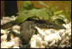 Pleurodeles waltl