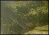 Siren lacertina
