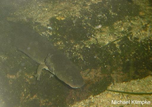 Siren lacertina