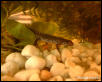 Triturus alpestris