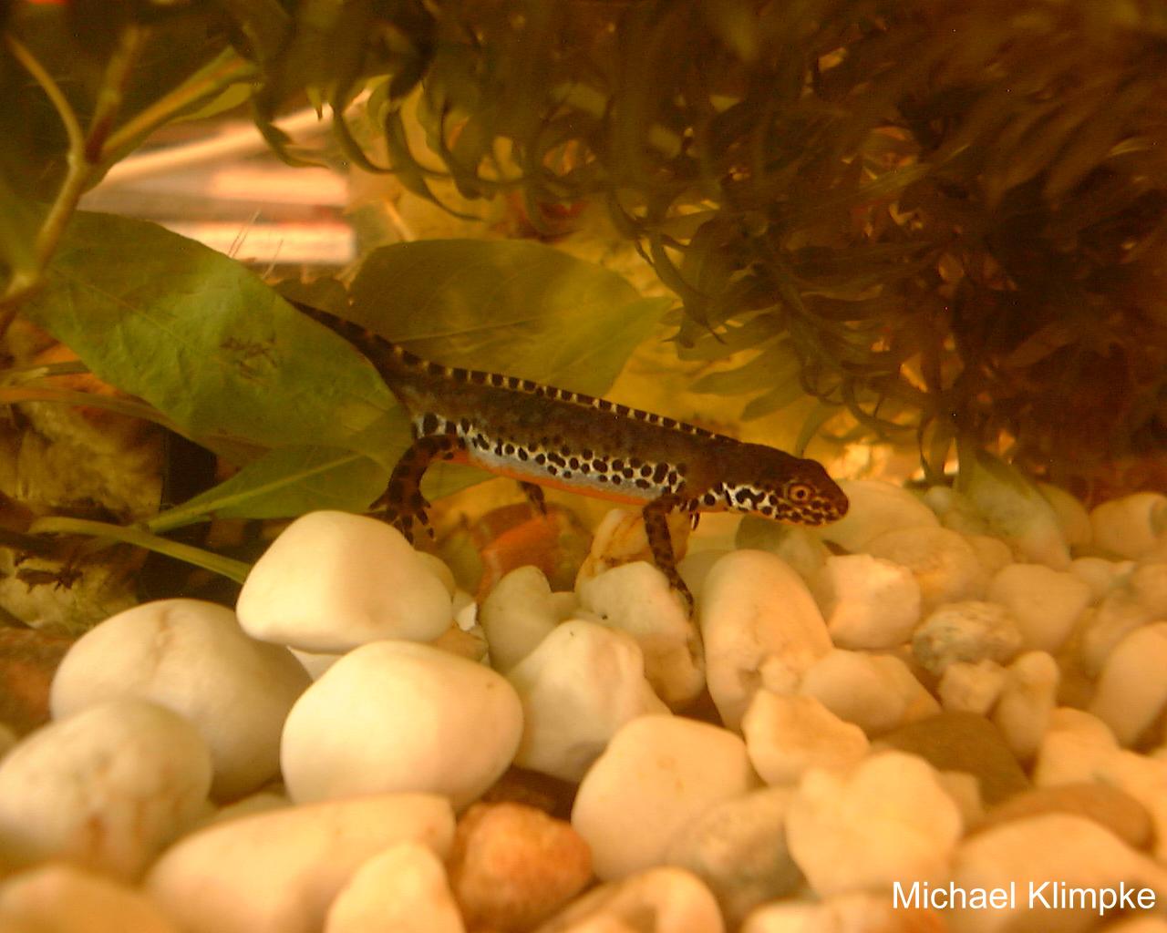 Triturus alpestris