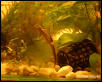 Triturus vulgaris