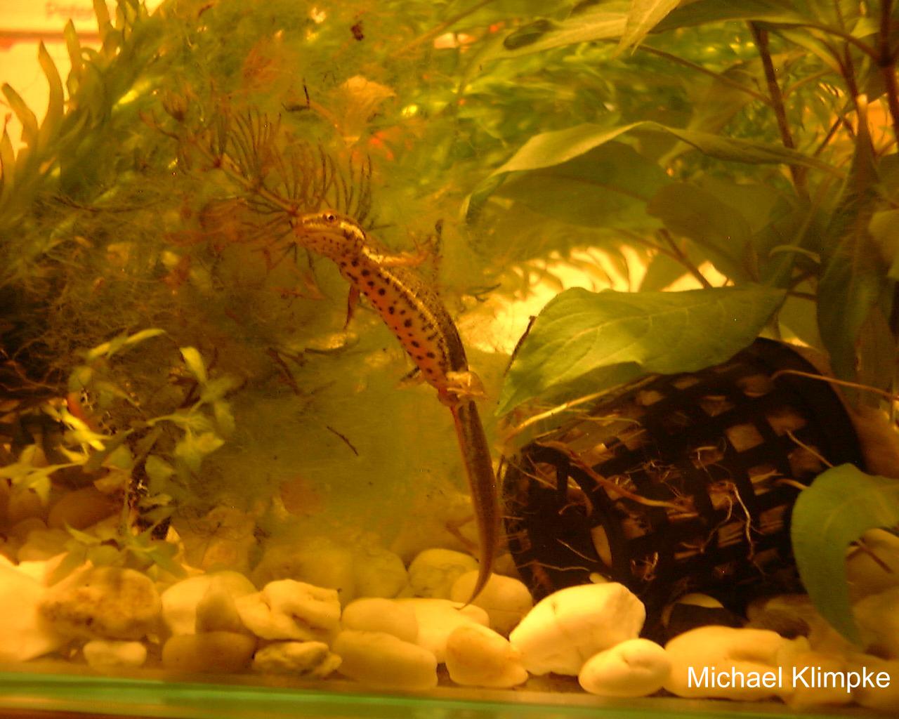 Triturus vulgaris