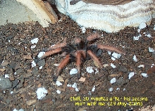 Chilling after 2nd molt