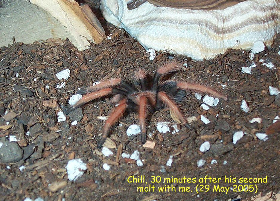 Chilling after 2nd molt