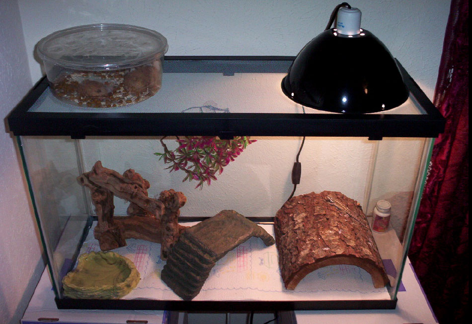 The  New Dragon's home.