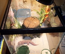 Dream in her tank.