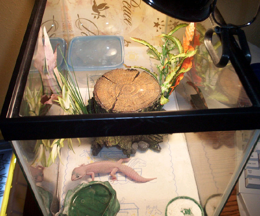 Dream in her tank.