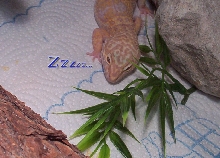 You're getting sleepy.. VERY sleepy..