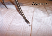 Monty!