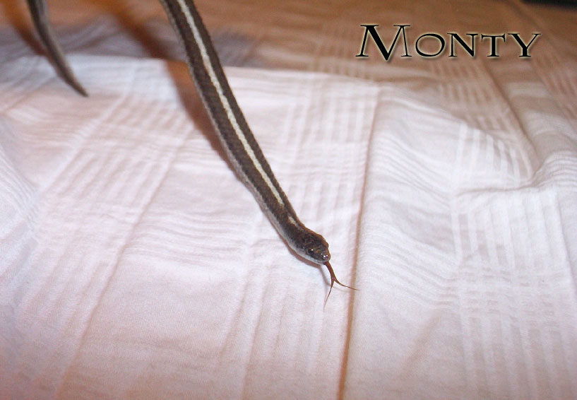 Monty!