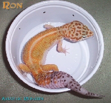 Ron's breeder shot.