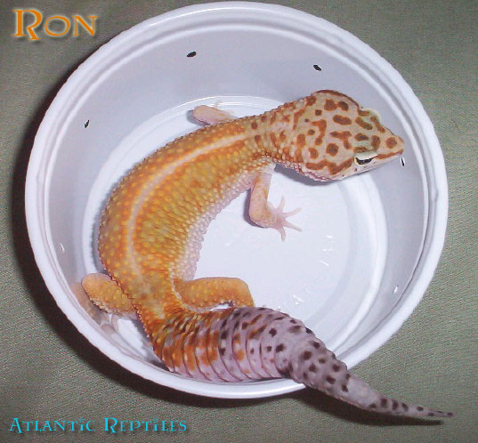 Ron's breeder shot.