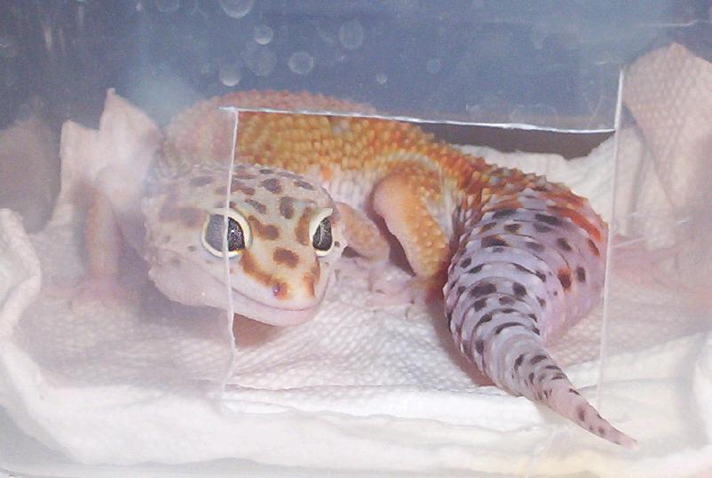 Ron