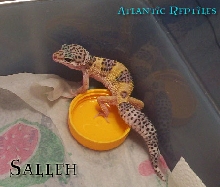 SALLEH!