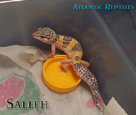 SALLEH!
