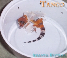 Tango in a shed.