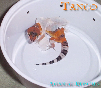 Tango in a shed.