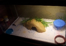 Tango's domain.