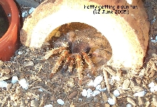 Sun tan Fatty